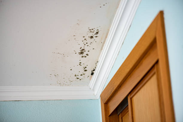 Best Crawl Space Mold Remediation in Gainesboro, TN