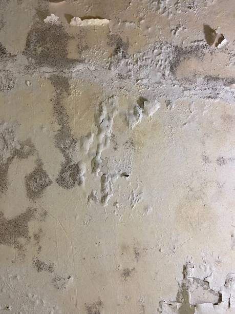 Best Mold Remediation for Specific Building Types in Gainesboro, TN